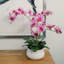 23" Phale Orchid