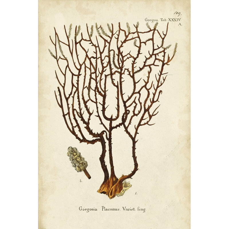 Esper Sea Fans II - Graphic Art, 122cm H x 81cm W, Wrapped Canvas