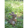 Hi-Line Gift Ltd. Standing Rabbit Statue & Reviews | Wayfair