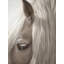 Horse Portrait 2 Print by Nathan Turner