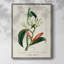 Turpin Tropical Botanicals, reproduction d'art encadrée - bois massif-1365356918