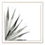 Agave II Print by Jess Engle-48615488-48615489