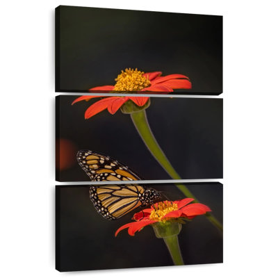 Portrait de papillon Brampt I