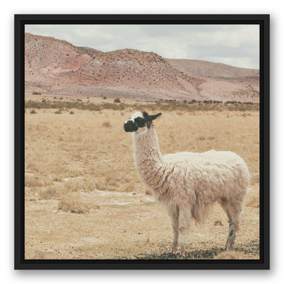 Lama dans un champ