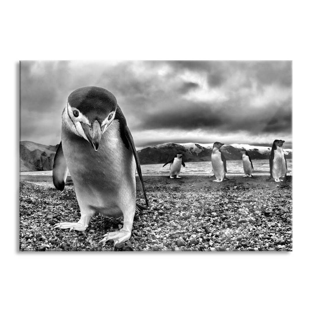 Glasbild _ Wandbild Auf Echtglas _ Lustige Pinguine _ Inkl. Aufhängung Und Abstandshalter_LFy13830