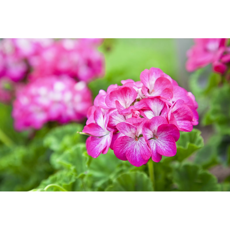 Geranium rose - photographie sur toile tendue, H 12 po x l 18 po