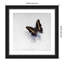 «Giant Emperor Butterfly» par Odile Kidd, impression sur bois encadrée-522688580