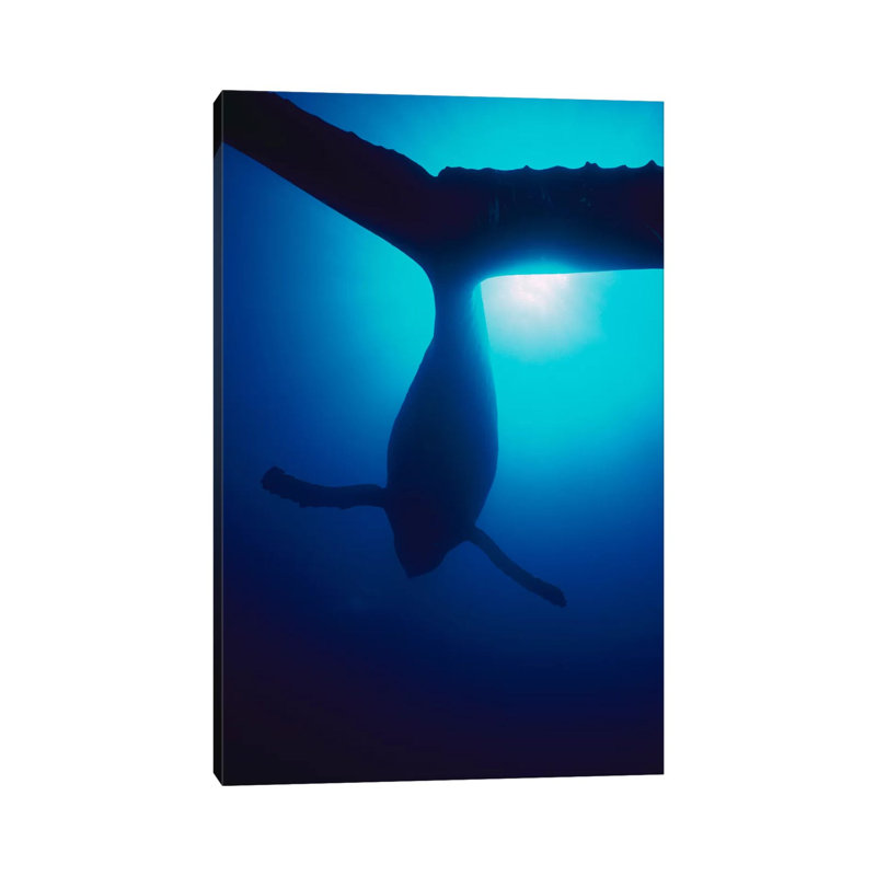Humpback Whale Male Singing, Maui, Hawaii by Flip Nicklin - Wrapped Canvas Gallery-Wrapped Canvas Giclée