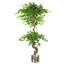 Faux Ficus Tree-112375800-112375808