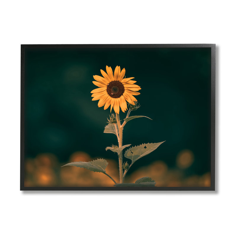 Tournesol foncé nature par Daniel Sproul, H 24 po x l 30 po x P 1,5 po, Giclée encadrée noir minuit