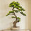Bonsaï artificiel de 34 po avec feuilles réalistes luxuriantes, plante à feuilles persistantes artificielle en pot décoratif