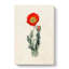 Illustration of a Poppy Flower - Wrapped Canvas-55359414