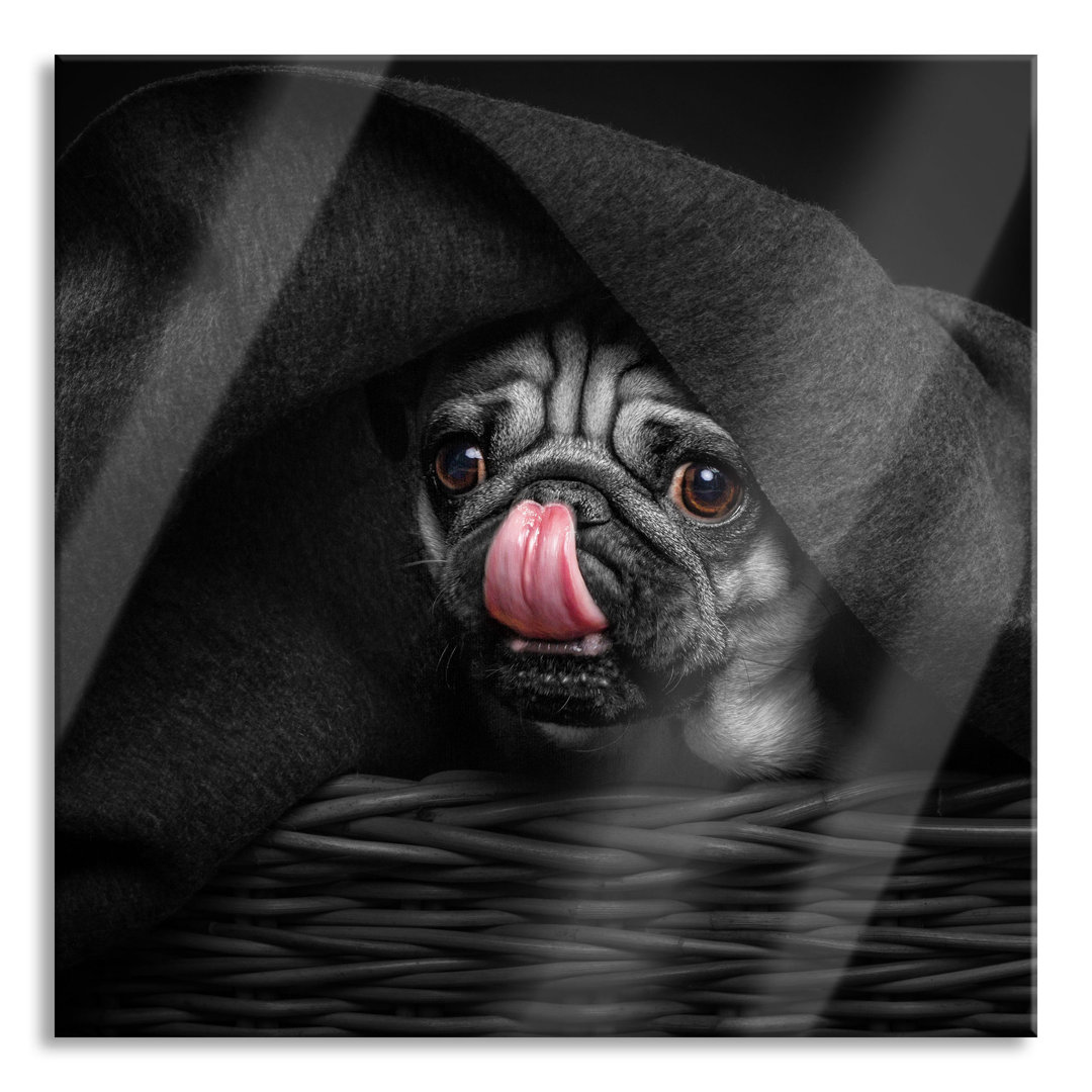 Glasbild Sweet Pug under a Blanket