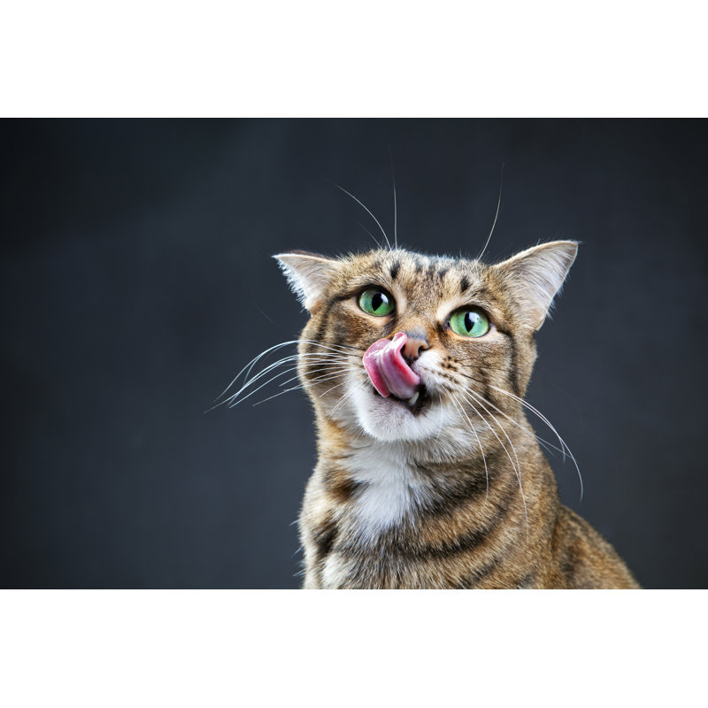 Close Up Of Cat Licking Lips - Wrapped Canvas Print, 30cm H x 46cm W x 3.8cm D