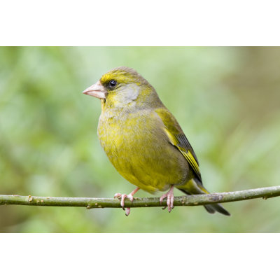 Greenfinch by Andrew_Howe - No Frame Art Prints on Canvas