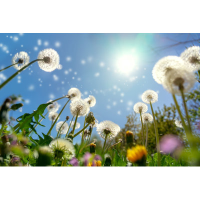 " Dandelions Reaching The Sky "
