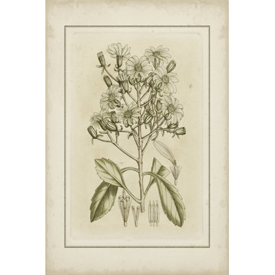 Small Tinted Botanical I (P) by Curtis - Wrapped Canvas Art Prints