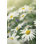 «Lots of Oxeye Daisies» par Lordrunar