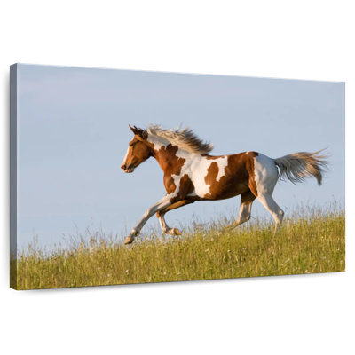 Brampt Free Appaloosa Horse