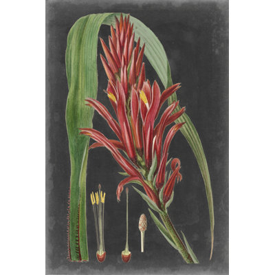 Dramatic Tropicals II