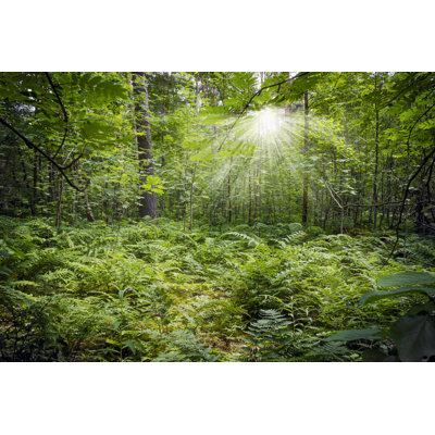 " Green Thick Forest "
