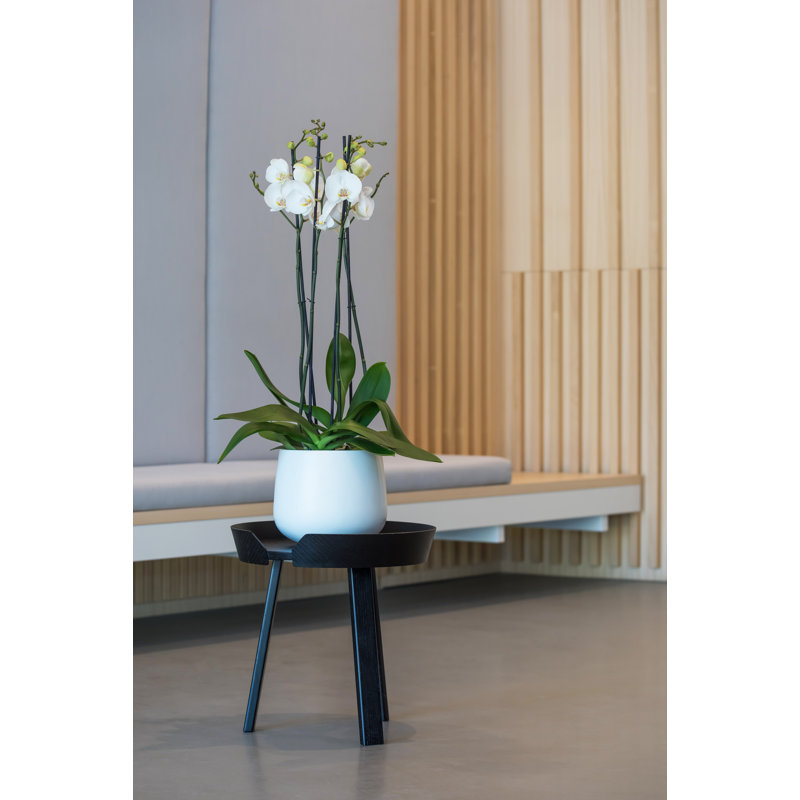 Outdoor Glossy White Fiberstone Pot