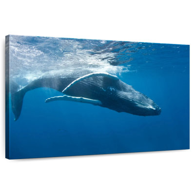 Brampt Humpback Whale