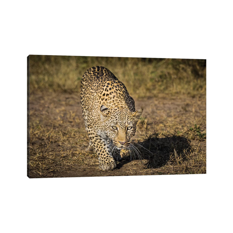 Africa, Kenya. Leopard Ready To Attack by Jaynes Gallery - Wrapped Canvas Print, 45.72cm H x 66.04cm W x 1.905cm D