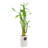 Arcadia Garden Products Live Bamboo Plant in Ceramic Pot-62456556