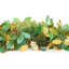 Angelamarie Polyvinyl Chloride (PVC) 3.5cm Tinsel