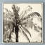 « palm tree sépia iii », reproduction d’impression sur toile tendue-33425417