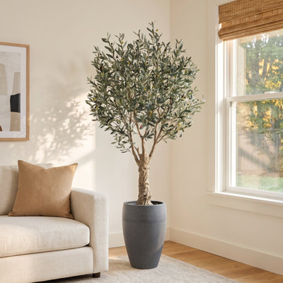 Adcock 96" Olive Tree in Planter