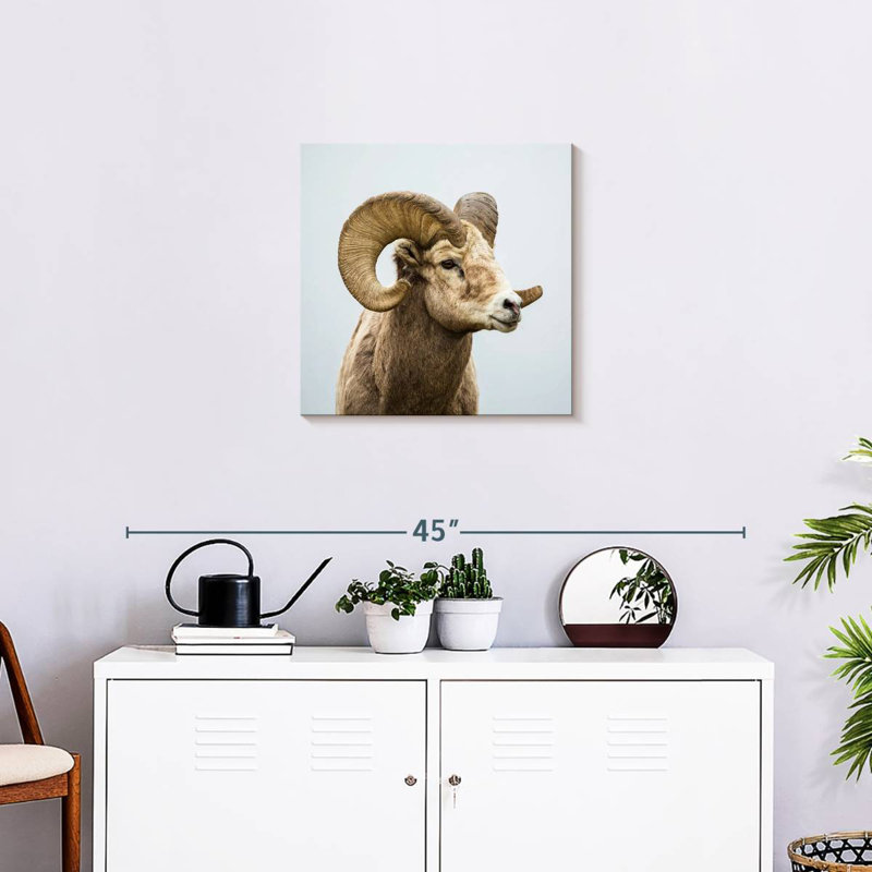 Lonely Bighorn Sheep, 20" H x 20" W