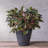 Carreras Planter-511374859-511374855
