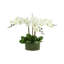 Orchidée Kerwin