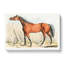 Dark-Brown Horse by Ohara Koson - Wrapped Canvas-55342639