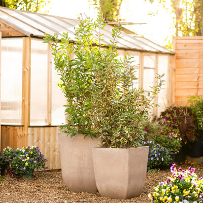 Cecilee Pot Planter