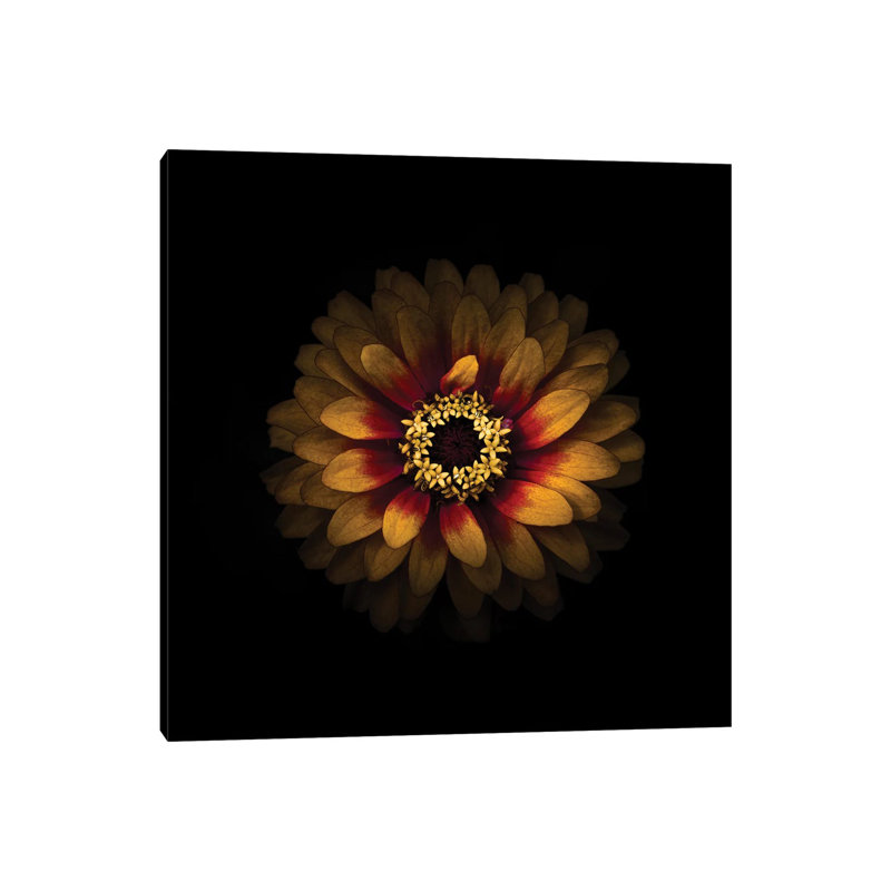 Yellow And Red Zinnia by Brian Carson - Wrapped Canvas Print, 66.04 cm H x 66.04 cm W x 3.175 cm D