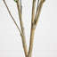 7 pi. Cornouiller artificiel