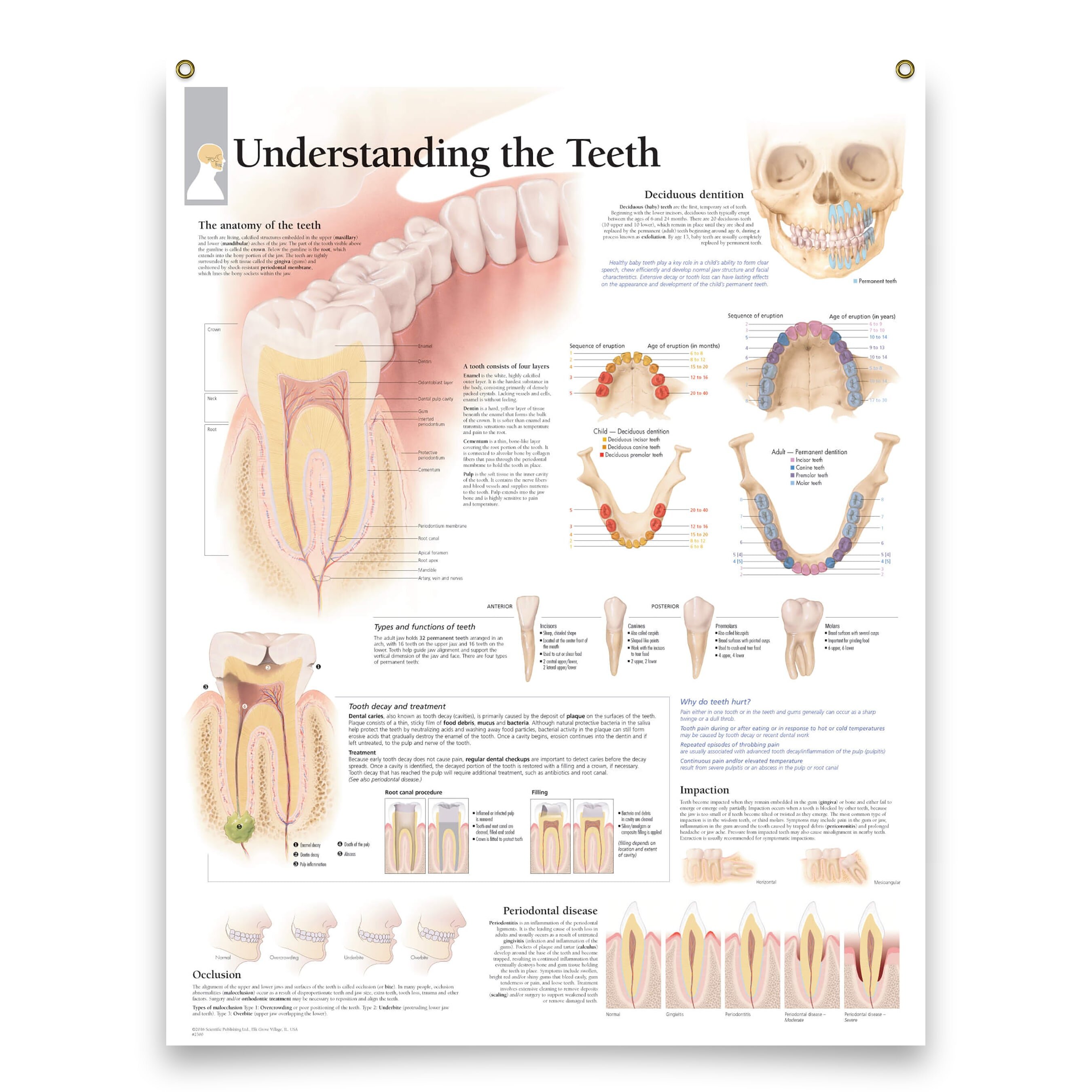 Trinx Javiyon Educational Poster | Wayfair