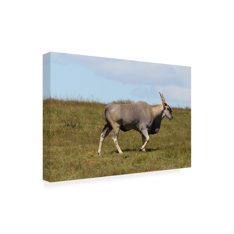 Bob Langrish Eland Canvas Art, 12" H x 19" W