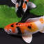 Statue de poisson Yin Yang Koi