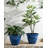 15.5"D Set Of 2 Round Cobalt Blue Faux Ceramic Pot Plastic Planter-378572056-378572066