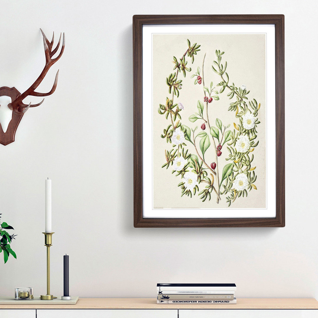 Daisy Brachyglottis Flowers by Sarah Featon - Framed Print