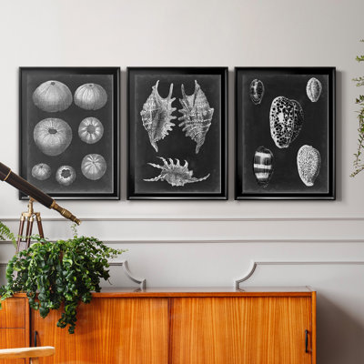 Alabaster Shells IV - Ensemble de 3 peintures sur toile encadrées