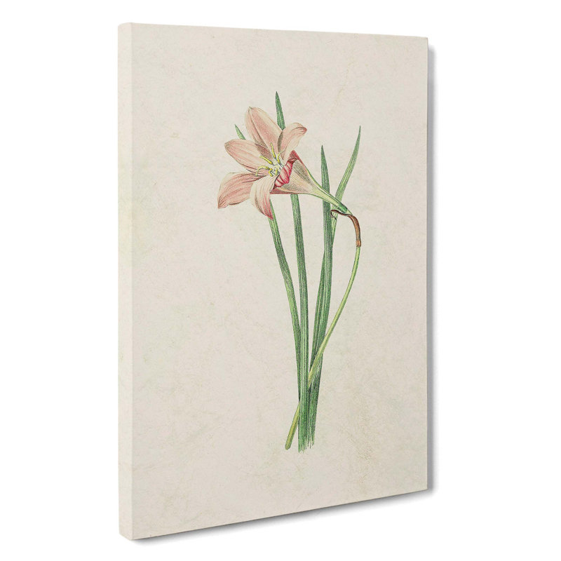 Pink Zephyr Lily Illustration - Wrapped Canvas, 60cm H x 40cm W x 3cm D