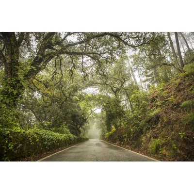 Moody Day in Forest par Visualcissions
