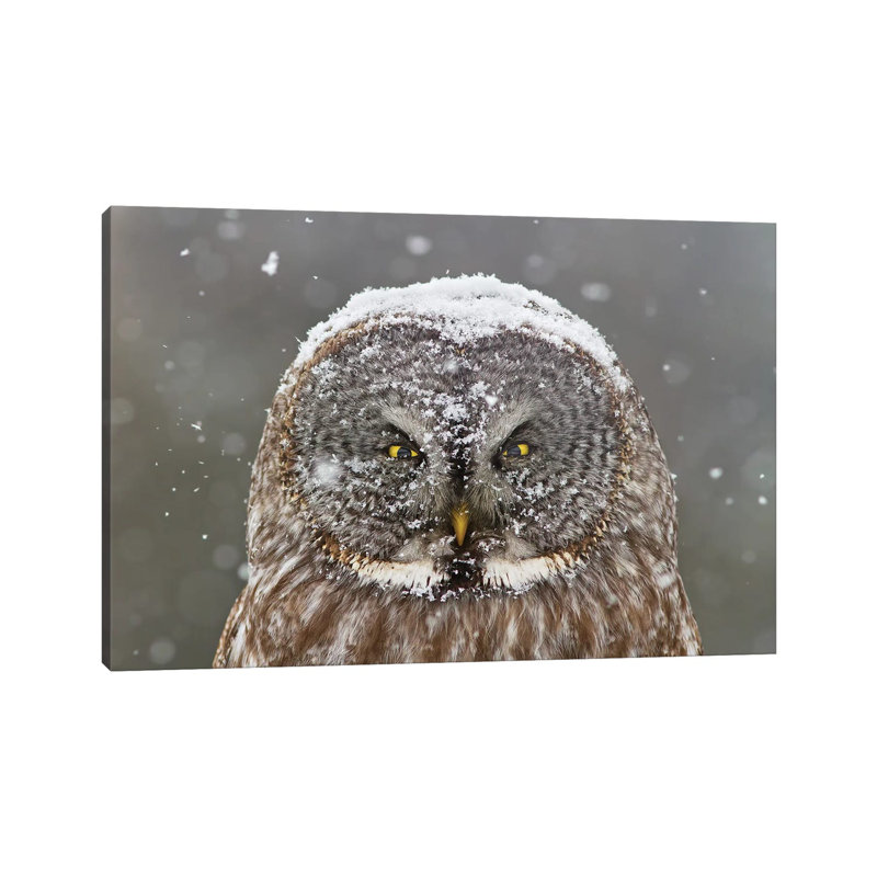 Great Grey Owl, Winter by Mircea Costina - Wrapped Canvas Print, 20.32 cm H x 30.48 cm W