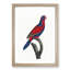 Red-and-Blue Lory by F. Levaillant - Picture Frame Painting Print-55598372-55598380
