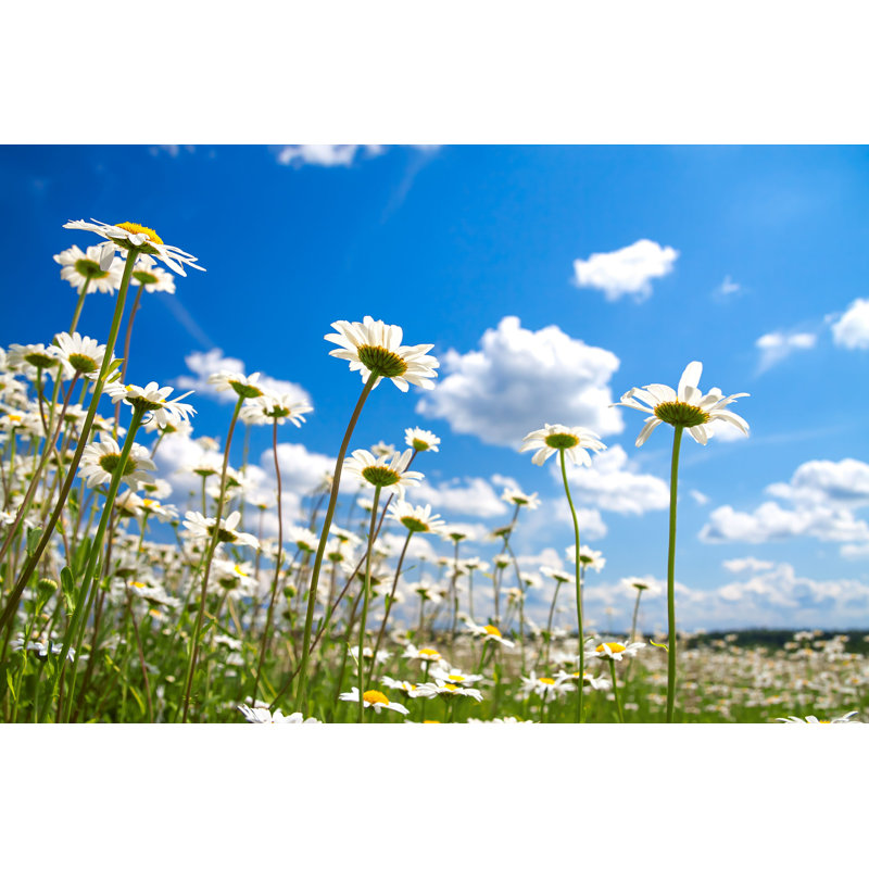 Blossoming Meadow - Photographie sur toile tendue, H 12 po x l 18 po